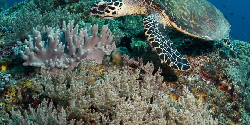 From Western Province: 2-Day Hill Country Highlights Trip - From beach roads to Hikkaduwa turtles