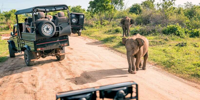 From Western Province: 2-Day Hill Country Highlights Trip - Udawalawe safari and a night in Ella