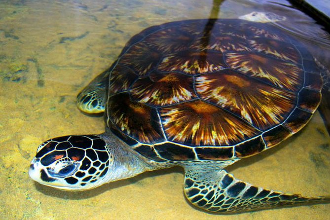 Galle Day Tour from Colombo or Negombo by Private Car , Van with Driver - Kosgoda offers a short look at sea turtle conservation