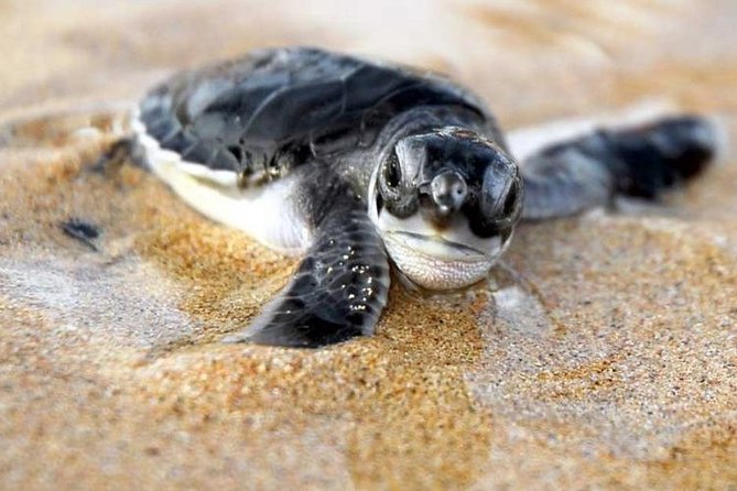 Galle Day Trip From Colombo - A Hikkaduwa turtle hatchery with an extra charge