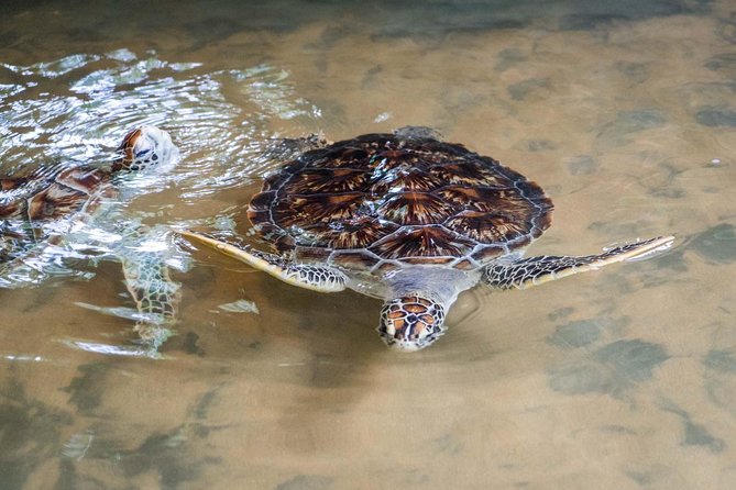 Galle Day Trip From Colombo - Madu River’s one-hour mangrove safari