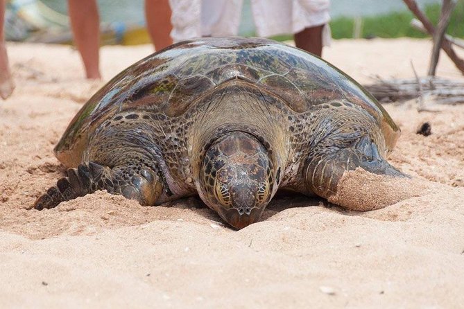 Galle Day Trip From Colombo - Timing, costs, and what you need to plan