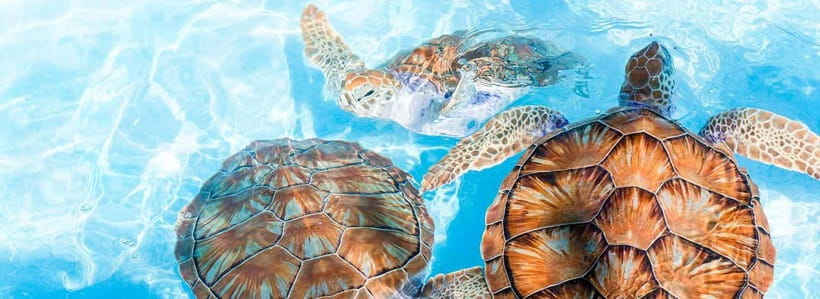 Galle Day Trip - River Safari, Sea Turtle & Stilt Fishermen - Seeing stilt fishermen on Sri Lanka’s south coast