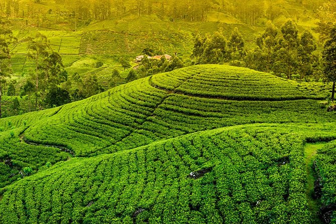 Kandy and Pinnawala Private Day Tour from Colombo/Negombo - Tea country and a working factory visit