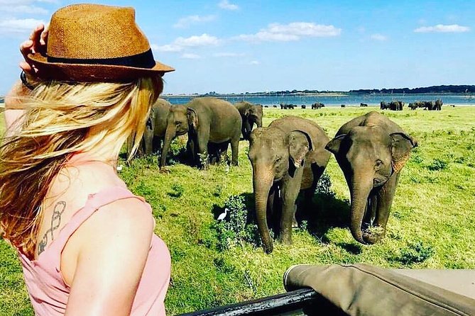 Kandy - Minneriya National park & Sigiriya Rock by tuk tuk tours - Minneriya National Park and the elephant drive
