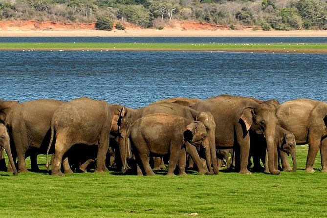 Minneriya Elephant Safari wth Sigiriya Lion Rock from Colombo - Key points to know before booking