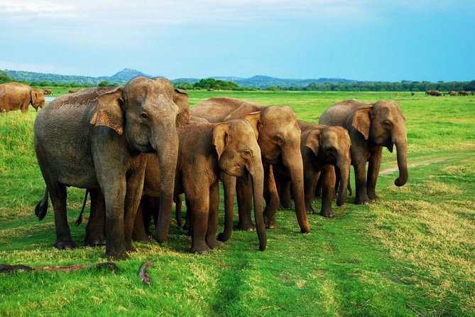 Minneriya Elephant Safari wth Sigiriya Lion Rock from Colombo - Two major Sri Lankan sights in one very long day