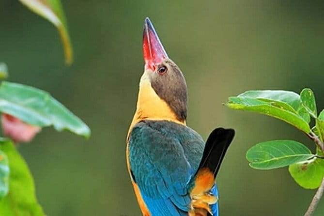 Muthurajawela Bird Watching Tour From Colombo & Negombo - Why Muthurajawela makes a good escape from Colombo
