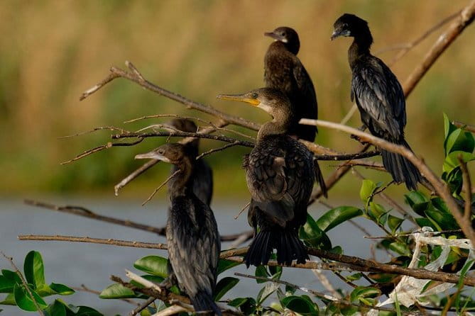 Muthurajawela Bird Watching Tour From Colombo & Negombo - Why sunrise matters for birdwatching