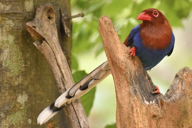 Muthurajawela Bird Watching Tour From Colombo & Negombo - Is $85 per person fair value?