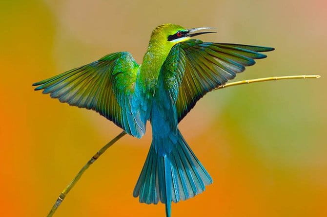 Muthurajawela Bird Watching Tour From Colombo & Negombo - What the private boat trip is like