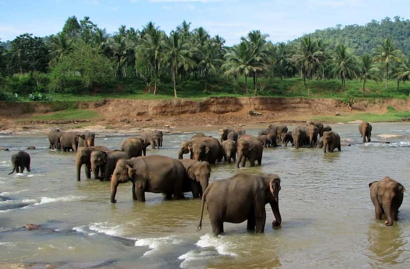 Negombo: Kandy and Pinnawala Elephant Orphanage Day Tour - What makes this day worth considering