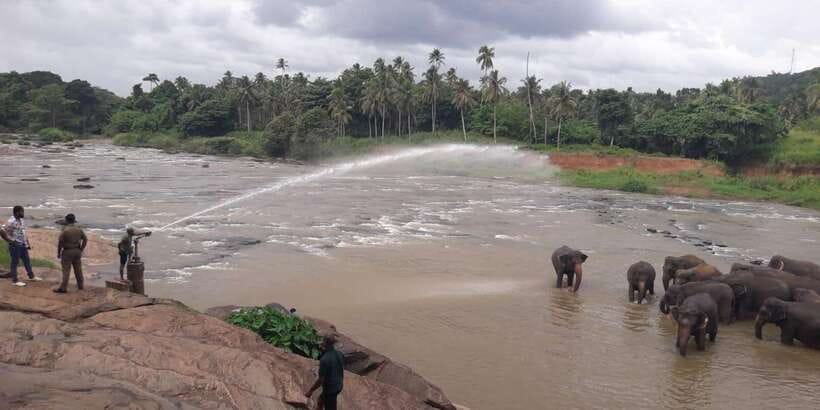 Negombo: Kandy and Pinnawala Elephant Orphanage Day Tour - The road to Kandy through tea and rubber country