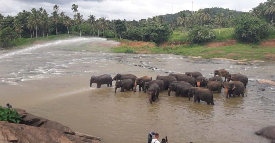 Negombo: Kandy and Pinnawala Elephant Orphanage Day Tour - Traffic, flexibility, and the best day to go