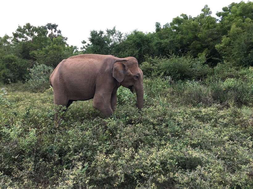 Overnight Treehouse Safari at Yala National Park - Breakfast beside the lake