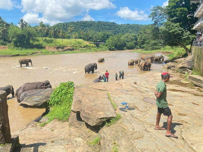 Pinnawala,Kandy Day Tour from Colombo/Negombo - Who should book this day tour?