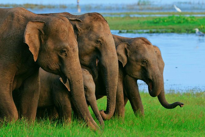 Private Day Trip to Sigiriya, cave and National park Safari Tour - What the $68.50 price really covers
