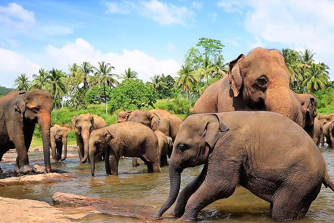 Private Day Trip to Sigiriya, cave and National park Safari Tour - Dambulla’s cave paintings and temple etiquette