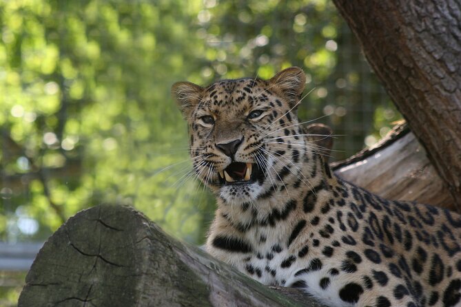 Private Day Trip to Yala National Park from Colombo - Starting at 7:00 am from Colombo, Negombo, or Kalutara