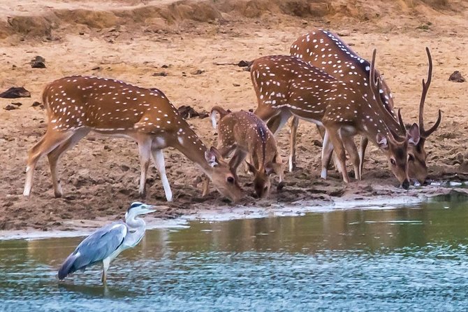 Private Day Trip to Yala National Park from Colombo - A lunch break in Tissamaharama, with food not included