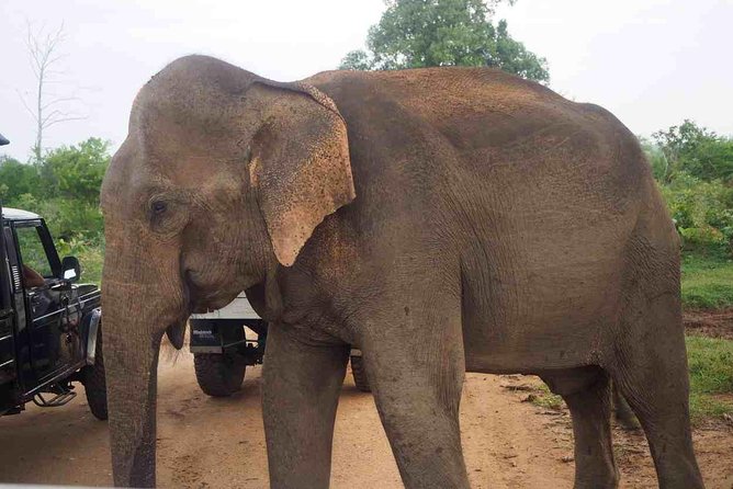 Private Day Trip to Yala National Park from Colombo - What the private vehicle adds at $180 per person