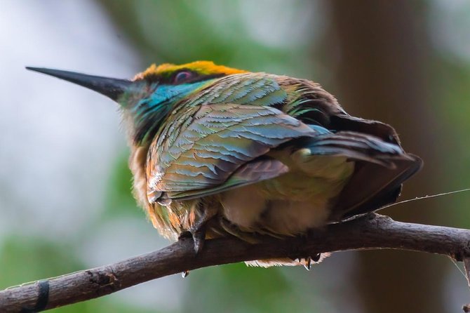 Private Day Trip to Yala National Park from Colombo - The day’s main tradeoff: convenience versus fatigue