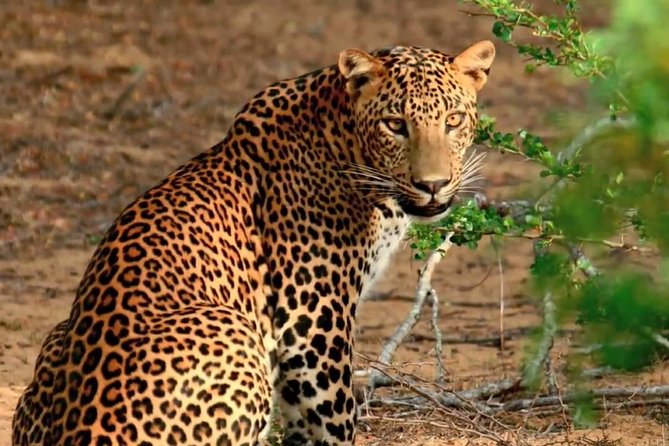 Private Day Trip to Yala National Park from Colombo - Galle Dutch Fort in about one hour