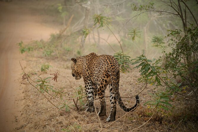 Private Multi Day Sri Lanka Tour with Chauffeur - A private route from Negombo fishing boats to Galle’s ramparts