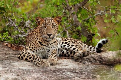 Private Trip to Sigiriya, Dambulla & safari from Colombo/ Negombo