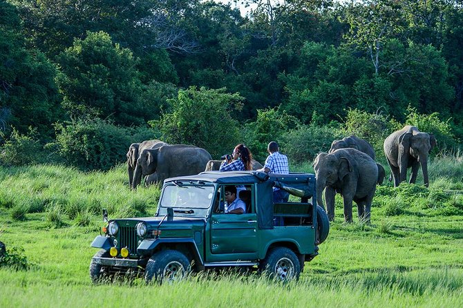Private Trip to Sigiriya, Dambulla & safari from Colombo/ Negombo - What the $67 price really buys