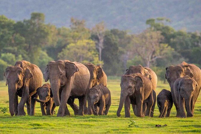 Safari Day Tour to Sigiriya Lion Rock and Golden Cave Temple - Who should book this day tour