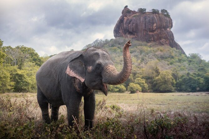 Sigiriya and Dambulla Cave Temple Private Day Trip From Bentota - A private day instead of a fixed group schedule