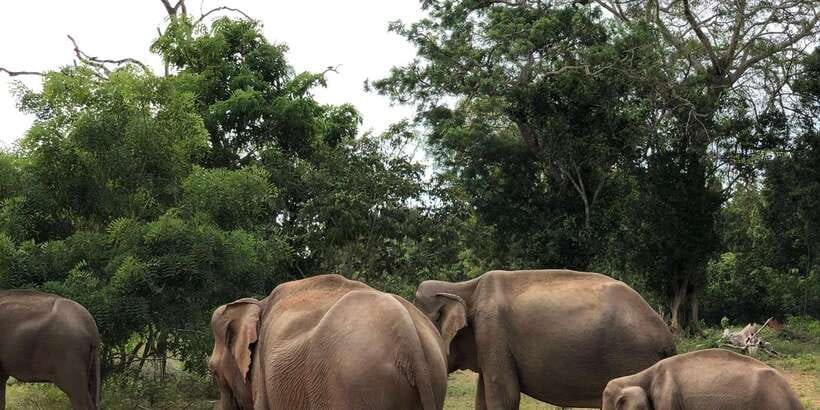 Sigiriya and Dambulla Private Full-Day Tour - How to prepare for the climb and safari