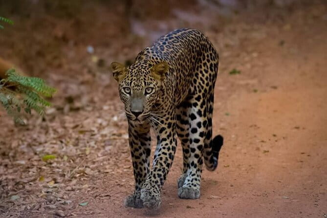 Sigiriya & Dambulla Day Tour - What the car, lunch, and private format are worth