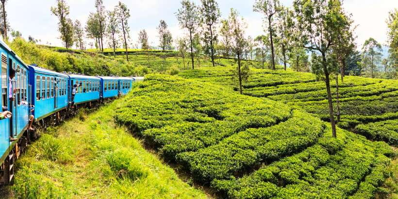 Sri Lanka: 2-Day wildlife tour; rainforest and National park - Key points to know before booking