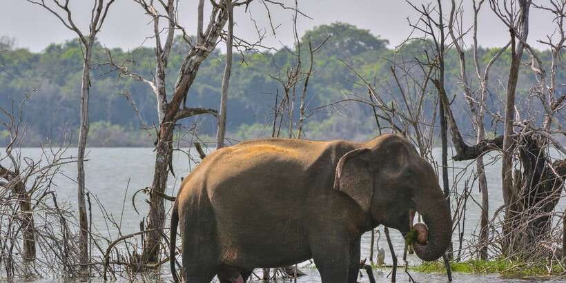 Sri Lanka: 2-Day wildlife tour; rainforest and National park - Who will enjoy this two-day route?