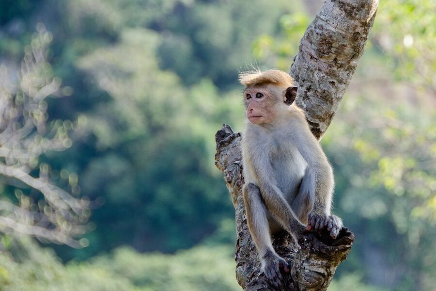 Sri Lanka: 2-Day wildlife tour; rainforest and National park - The blue train from Ella to Nanu Oya