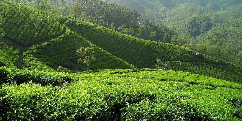Sri Lanka: 2-Day wildlife tour; rainforest and National park - Ella, Nuwara Eliya and the tea country