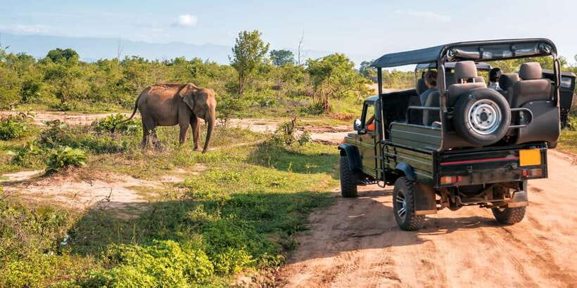 Sri Lanka: 2-Day wildlife tour; rainforest and National park - Safety, comfort and the long roads