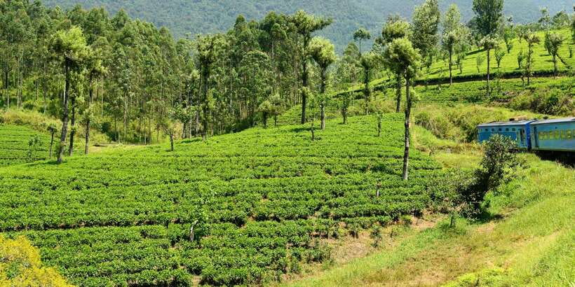 Sri Lanka: 2-Day wildlife tour; rainforest and National park - From the west coast to Sinharaja rainforest