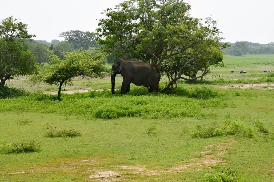 Sri Lanka 5-Day Private Country Side Tour Car, Hotels, Food - Who should book this tour?