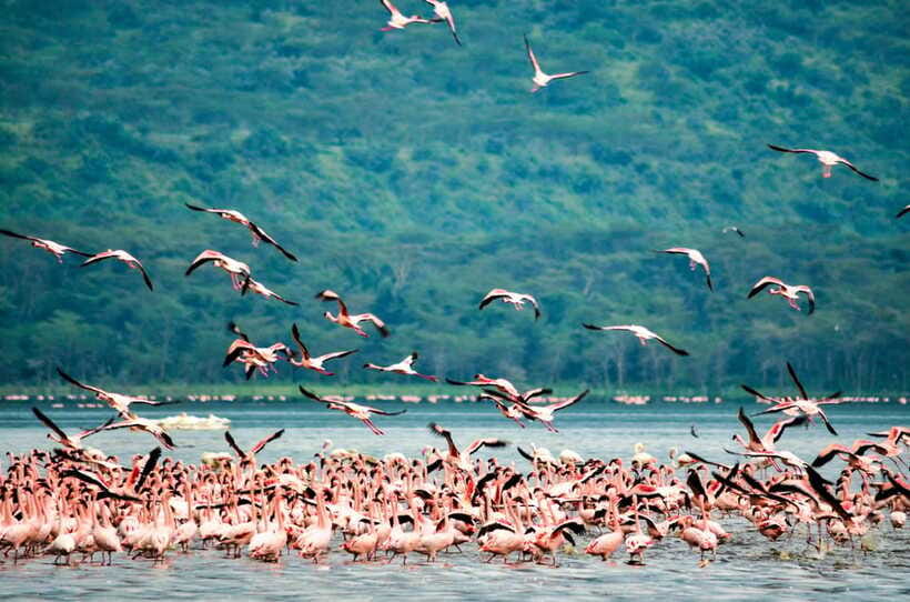 Sri Lanka 5-Day Private Country Side Tour Car, Hotels, Food - Day 4: Ella viewpoints and Udawalawe wildlife