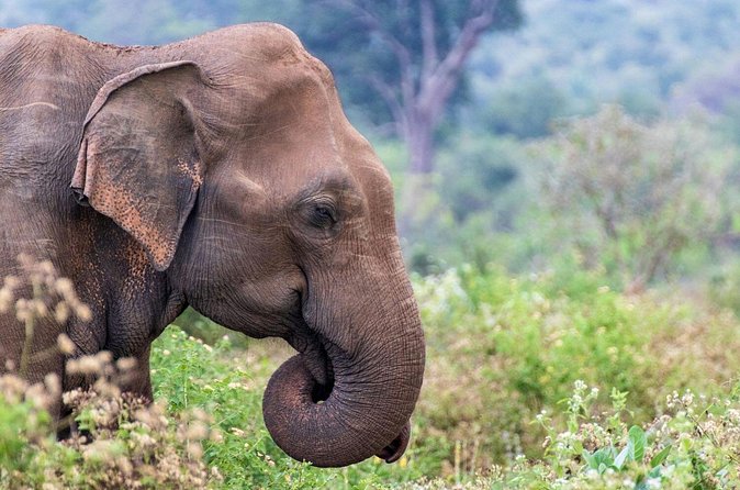 Sri Lanka 5 Day tour Best Nature and Culture include top hotels - Sunrise at Pidurangala and elephants in the park