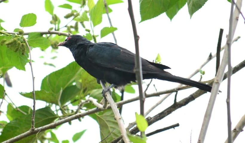 Sri Lanka Green Bless- 2-day Private Trip To Enjoy Nature - Three habitats in two days