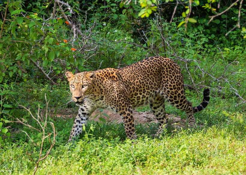 Sri Lanka Green Bless- 2-day Private Trip To Enjoy Nature - Day two: Yala before breakfast has fully settled