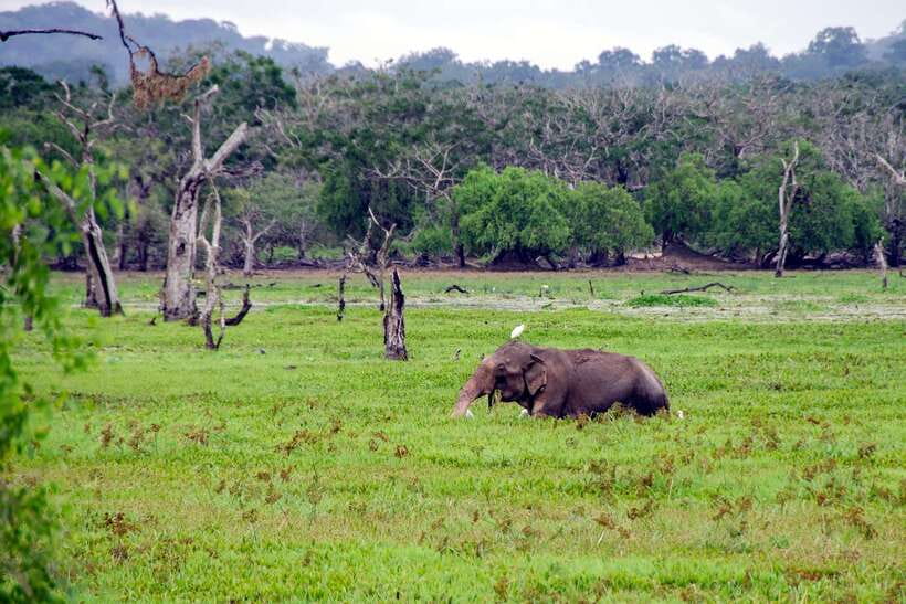 Sri Lanka Green Bless- 2-day Private Trip To Enjoy Nature - From Yala to Mirissa, Unawatuna, and Hikkaduwa