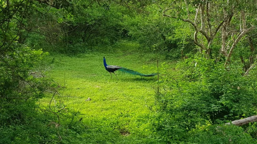 Sri Lanka Nature, culture, history and wildlife in 4 days - Key points at a glance