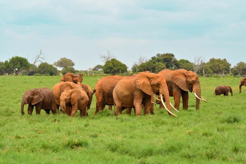 Sri Lanka Nature, culture, history and wildlife in 4 days - The blue train through Sri Lanka’s tea country