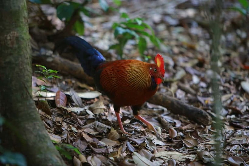 Sri Lanka Nature, culture, history and wildlife in 4 days - Rainforest walking and rafting in Kitulgala