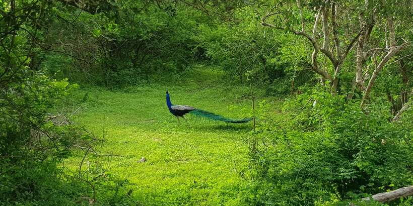 Sri Lanka Nature, culture, history and wildlife in 4 days - What the $465 price really covers